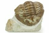 Bargain, Fossil Asaphus Expansus Trilobite - Russia #363103-1